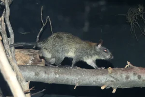 Black-footed Tree-rat