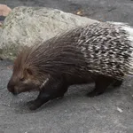 Crested Porcupine