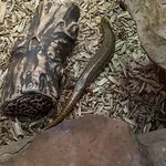 Ocellated Skink