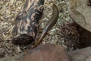 Parelskink