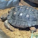Texas Tortoise