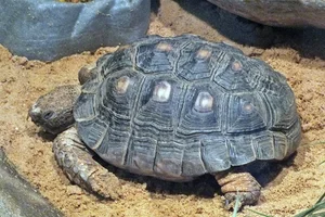 Texasschildpad