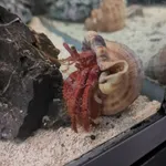 Mauve Eyed Hermit Crab