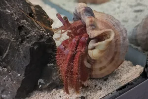 Mauve Eyed Hermit Crab