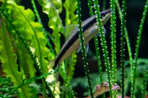 Siamese Algae-eater