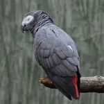 Gray Parrot (Gray)