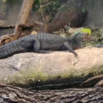 Dwarf Caiman