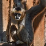 Southern White-cheeked Gibbon