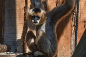 Zuidelijke Witwanggibbon