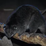 Ground Cuscus