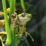 Orange-legged Leaf Frog
