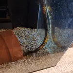 Japanese Eel