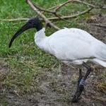 Black-headed Ibis