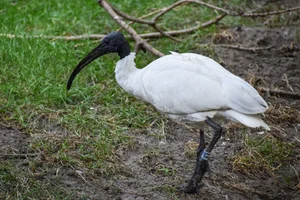 Indische Witte Ibis