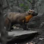 Pine Marten