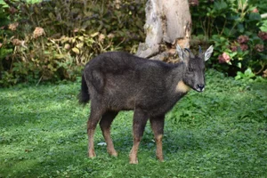 Chinese Goral