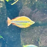 Klasio Rainbowfish