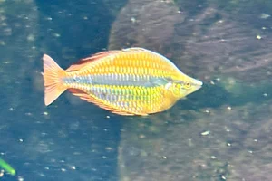 Klasio Rainbowfish