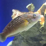 Pseudolabrus sieboldi Mabuchi & Nakabo, 1997