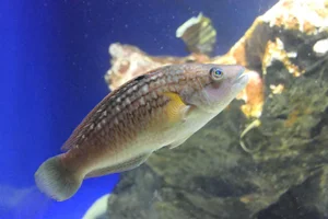 Pseudolabrus sieboldi