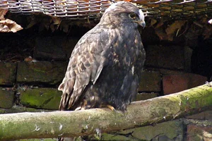 Ruigpootbuizerd