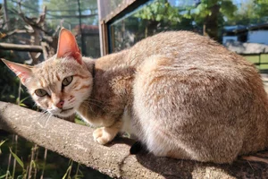 Nubische kat