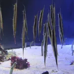Coral Shrimpfish