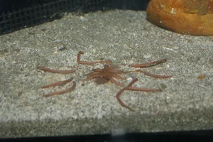 Ascorhynchus japonicum