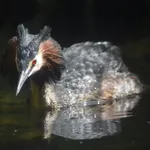 Great Crested Grebe