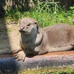 Smooth-coated Otter