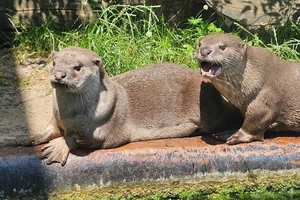 Slanke otter