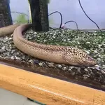 Rice Swampeel