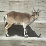 Iberian Wild Goat