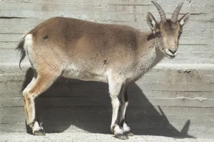 Iberische Steenbok
