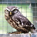 Little Owl