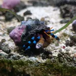 elegant hermit