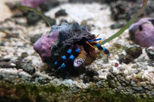 Blauwpootheremietkreeft