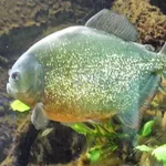 Pygocentrus piraya