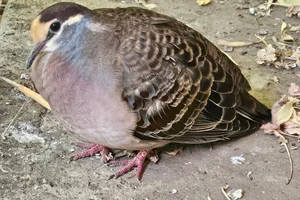 Bronsvleugelduif