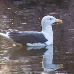 Great Black-backed Gull