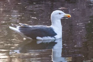 Grote mantelmeeuw