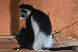 Eastern black-and-white colobus