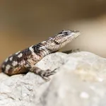 MacDougall's Spiny Lizard