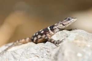 MacDougall's Spiny Lizard