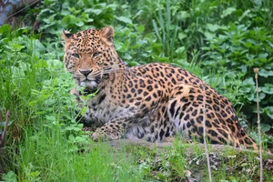 Noord-Chinese panter