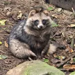 Raccoon Dog
