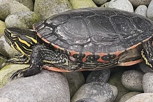 Florida roodbuikschildpad (foutieve spelling)