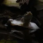 African Keeled Mud Turtle