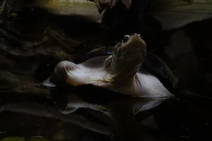 Klapborstschildpad