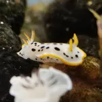 Oriental Sea Slug